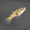Green Cobra Endler 6 Fry Pack