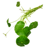 Bunch Brazilian Pennywort