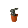 Alocasia 'Red Mambo' - 4 Pot