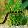 Kuhli Loach 3 Pack
