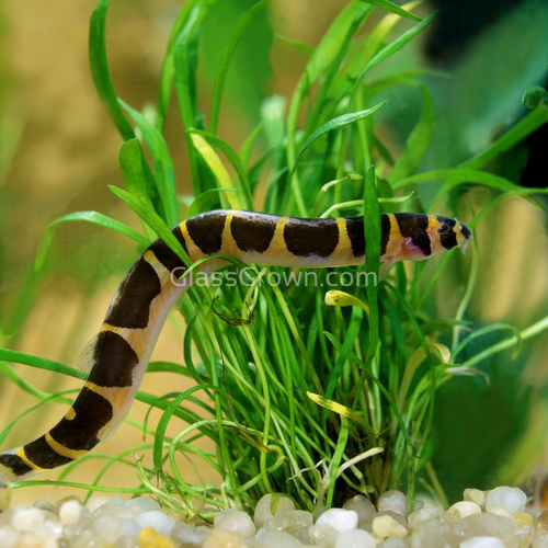 Kuhli Loach 3 Pack