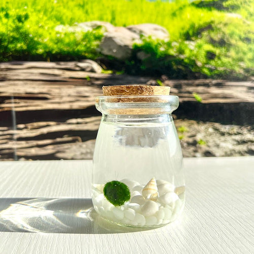 Live Moss Balls Mini Aquarium Jar