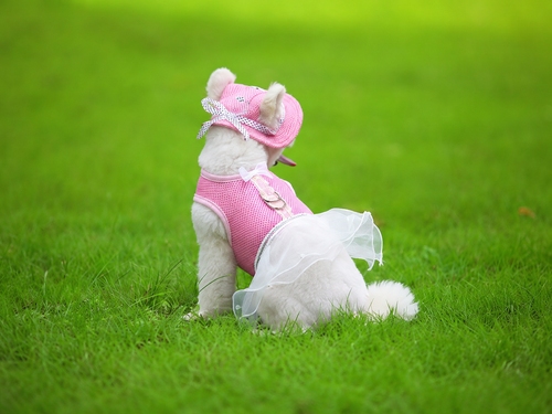 Colorful Mesh Breathable Pet Sun Hat with Ear Holes