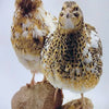 Jumbo Progressive Pied Collection hatching eggs