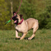 Bestia Dog Sport GripPro Print Collar - Pink
