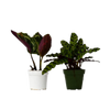 2 Calathea Plants Variety Pack in 4 Pots