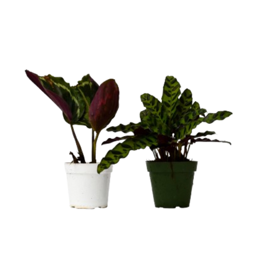 2 Calathea Plants Variety Pack in 4 Pots
