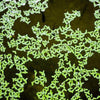 Lesser Duckweed 2oz Portion
