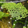 Lesser Duckweed 2oz Portion