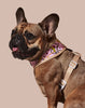Sprinkle Me Pink Reversible Harness