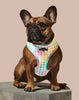 Rainbowtooth Reversible Harness