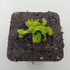 Venus flytrap (Dionaea muscipula) GJ Giant Cudo