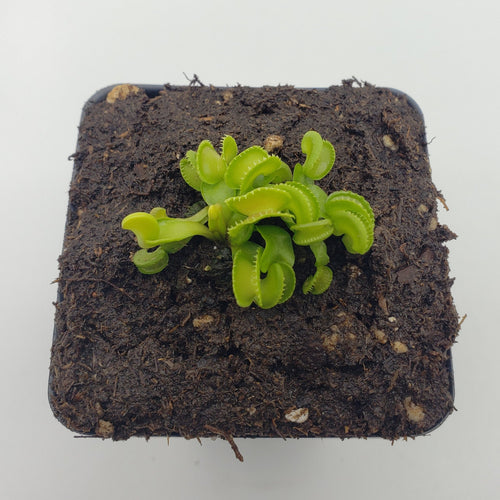 Venus flytrap (Dionaea muscipula) GJ Giant Cudo