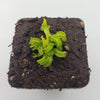 Venus flytrap (Dionaea muscipula) GJ Giant Cudo