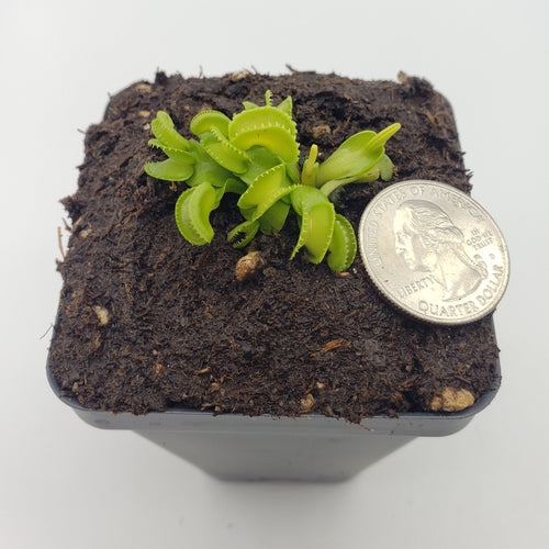 Venus flytrap (Dionaea muscipula) GJ Giant Cudo