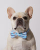 Smiling Sakura Dog Collar & Bowtie