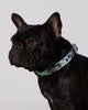 Matcha Boba Dog Collar & Bowtie