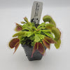 Venus flytrap (Dionaea muscipula) 'B52' x 'DC-XL'