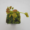 Venus flytrap (Dionaea muscipula) Biohazard II