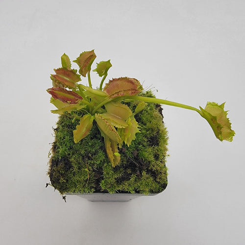 Venus flytrap (Dionaea muscipula) Biohazard II