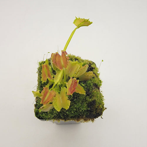 Venus flytrap (Dionaea muscipula) Biohazard II