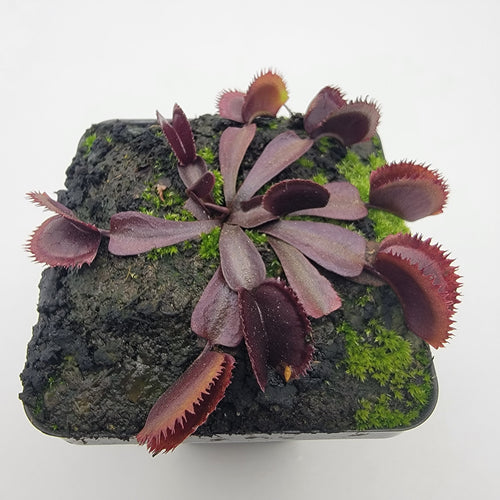 Venus flytrap (Dionaea muscipula)  Midnight