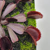 Venus flytrap (Dionaea muscipula)  Midnight