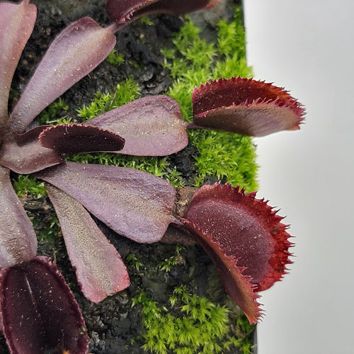 Venus flytrap (Dionaea muscipula)  Midnight