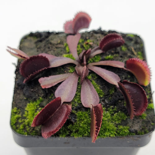 Venus flytrap (Dionaea muscipula)  Midnight