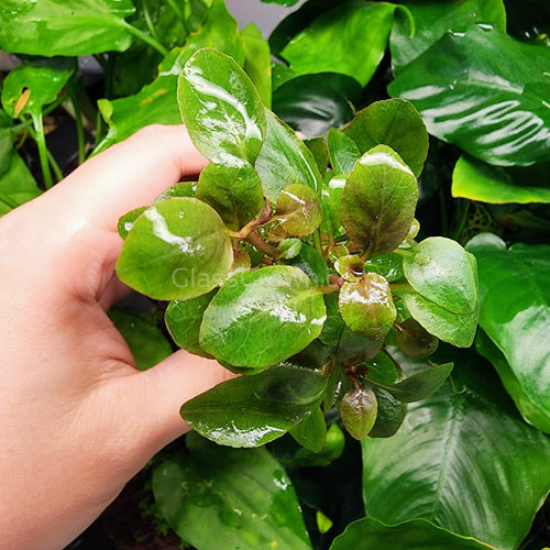 Potted Cardinal Plant