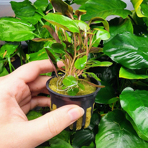 Potted Cardinal Plant