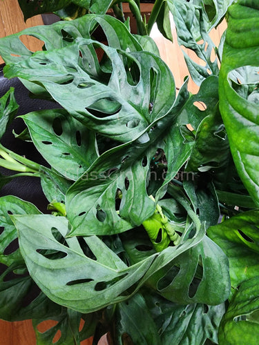 Swiss Cheese Vine Rooted Stems or Pots