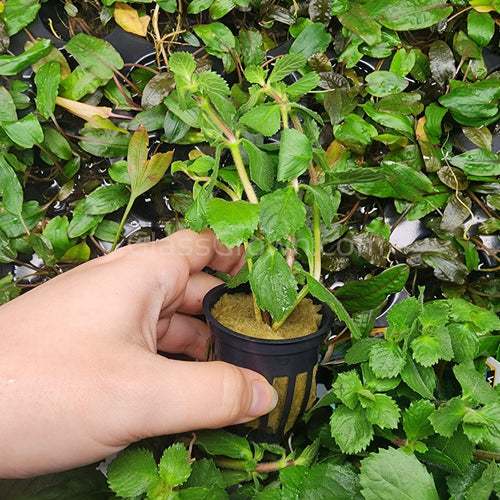 Potted Water Wisteria (Hygrophila Difformis)