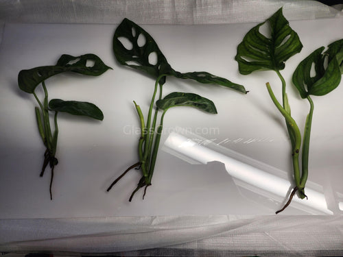 Swiss Cheese Vine Rooted Stems or Pots