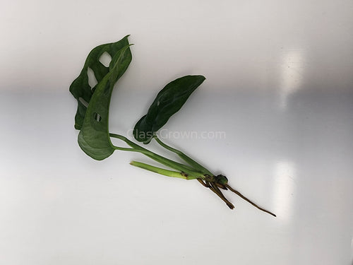 Swiss Cheese Vine Rooted Stems or Pots