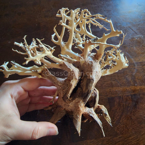 Dragonwood Bonsai Wood Nano Size 6