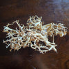 Dragonwood Bonsai Wood Nano Size 6