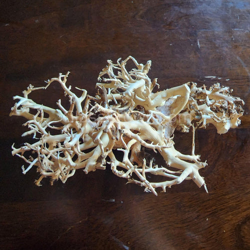 Dragonwood Bonsai Wood Nano Size 6