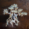 Dragonwood Bonsai Wood Nano Size 6
