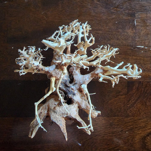 Dragonwood Bonsai Wood Nano Size 6