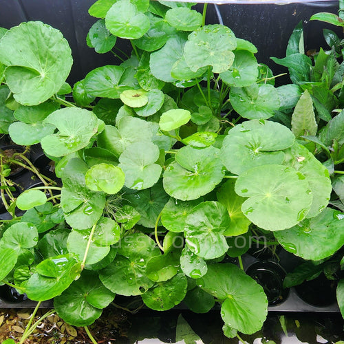 Bunch Brazilian Pennywort