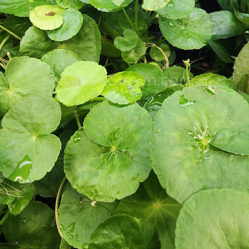 Bunch Brazilian Pennywort