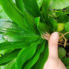 Janet Craig Pineapple Plant