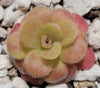 Pinguicula martinezii