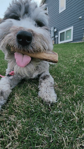Ostrich Chunky Bones (4 x 2 - 2 Pack): The Long-Lasting, Flavor-Packed Bones for Small to Medium Dogs