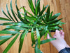 Bella Palm