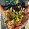 Bunch Ammania Gracilis