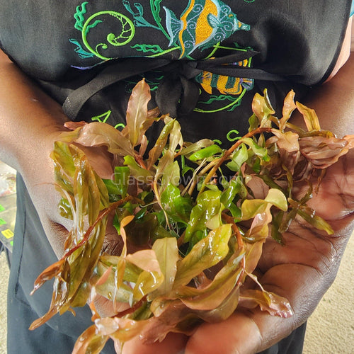 Bunch Ammania Gracilis