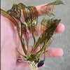 Madagascar Lace Bulb