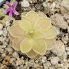 Pinguicula Sunshine